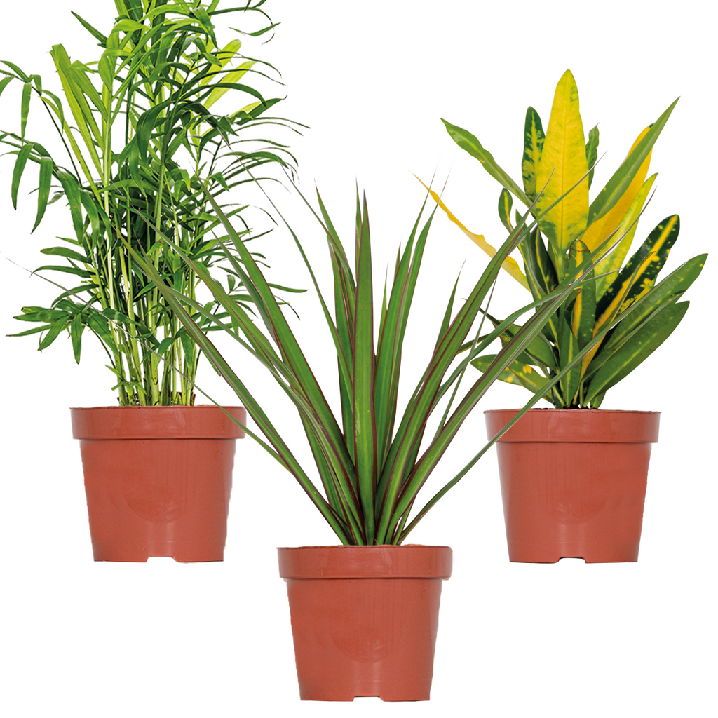 Mélange De 3 Plantes Tropicales – Plante D'Intérieur