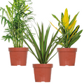 Mélange De 3 Plantes Tropicales – Plante D'Intérieur