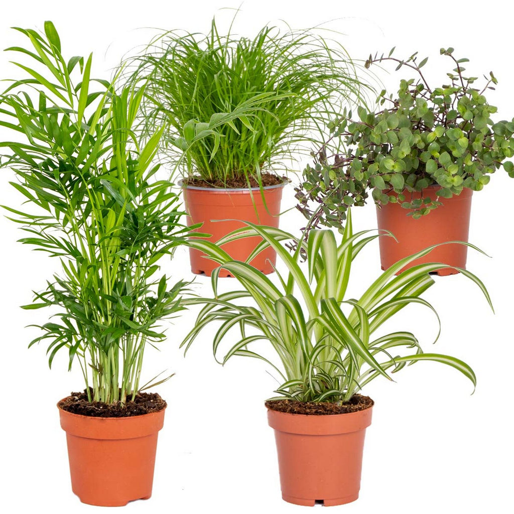 Lot De 4 Plantes Pet-Friendly – Plante D'Intérieur