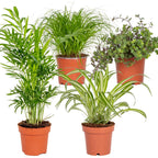 Lot De 4 Plantes Pet-Friendly – Plante D'Intérieur