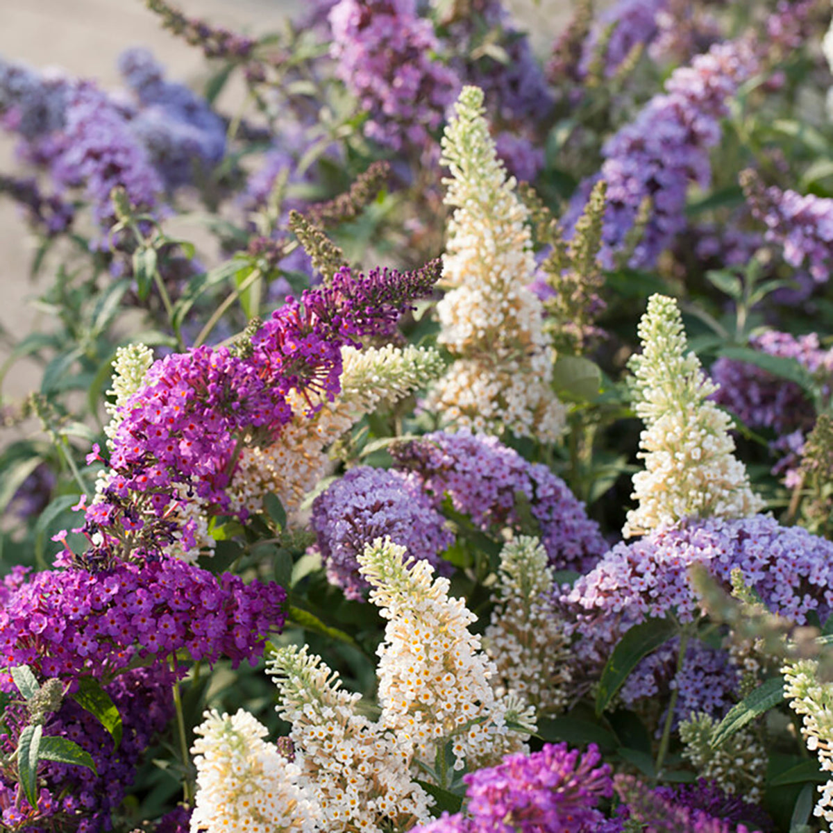 Mélange De 3 Arbres À Papillons Tricolor – Plante D'Extérieur