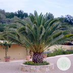 Palmier Des Canaries – Plante D'Extérieur