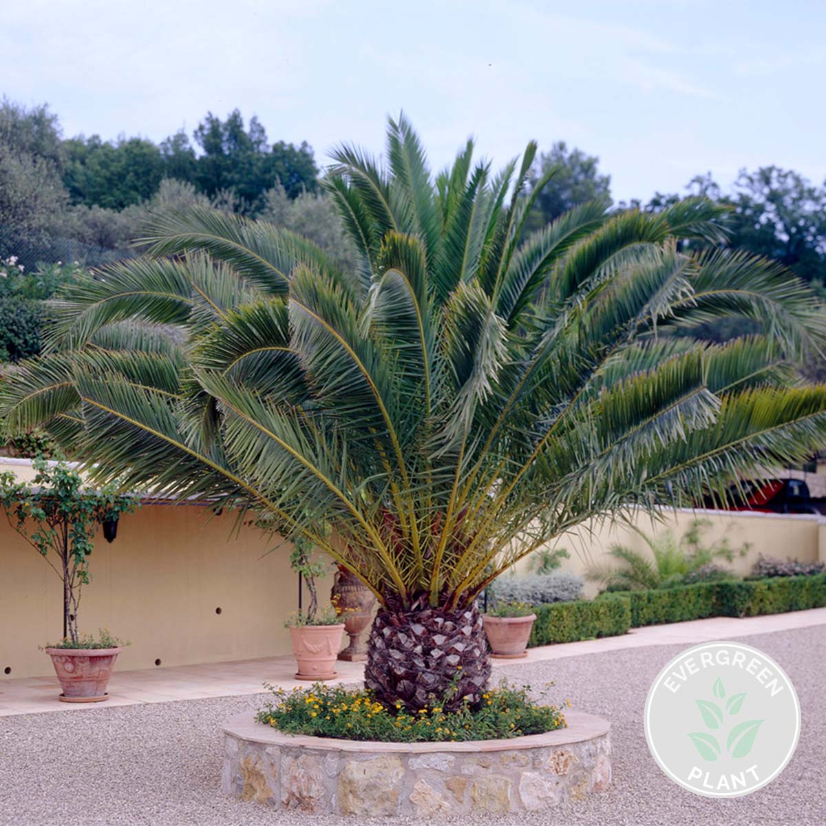 Palmier Des Canaries – Plante D'Extérieur