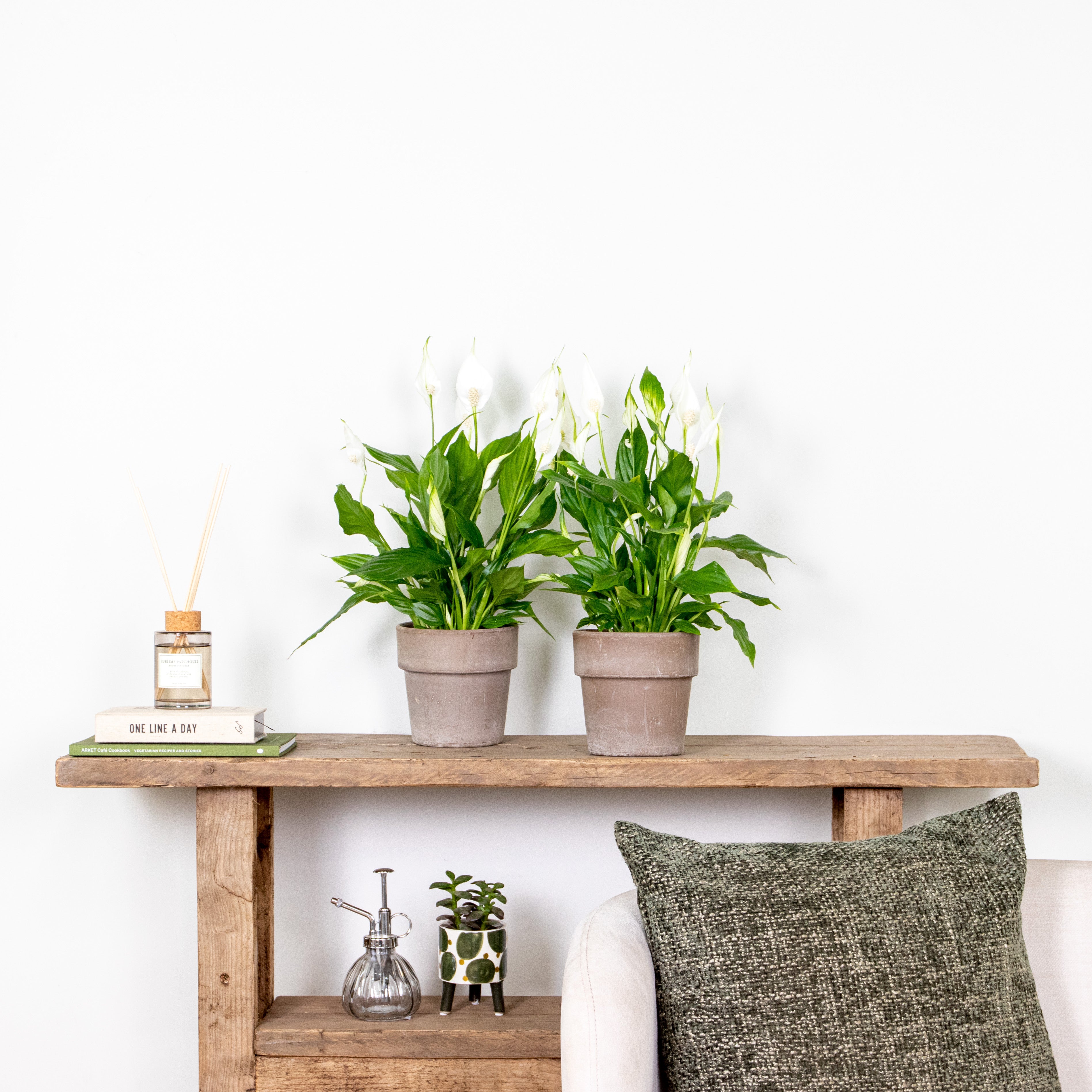 Espatifilo Torelli – Planta de interior
