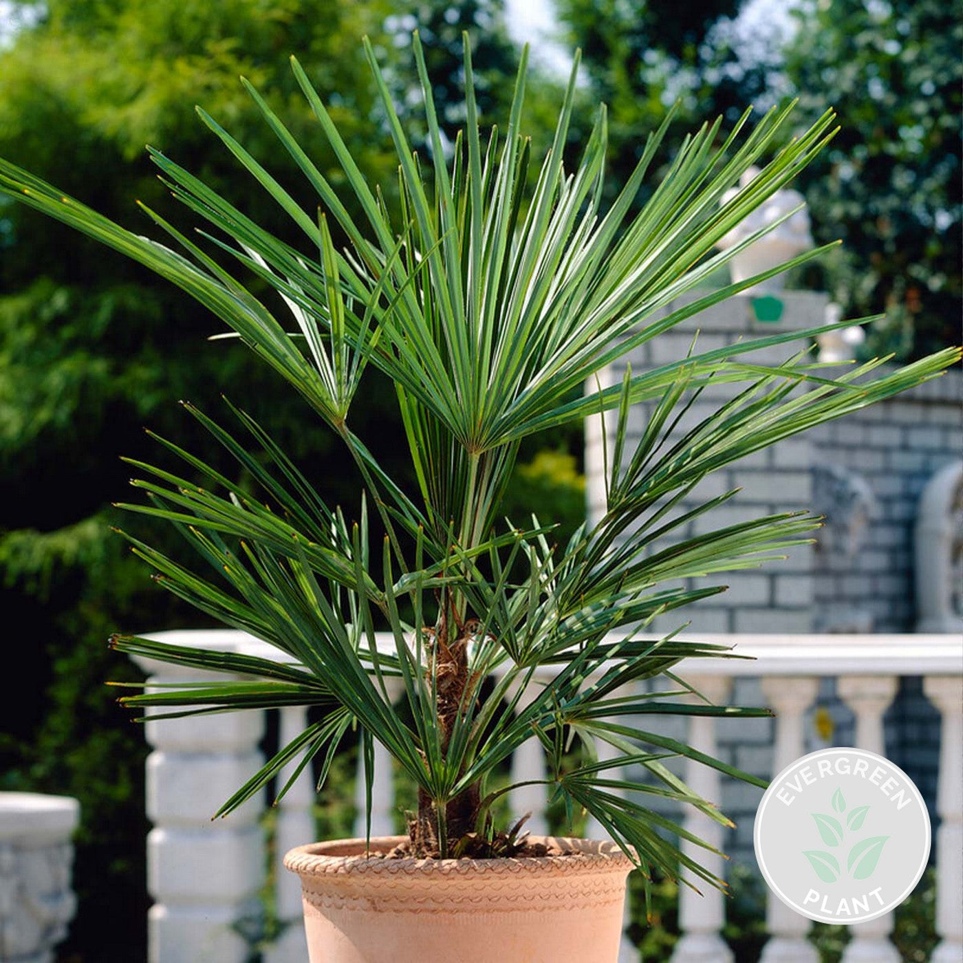 Washingtonia Palm – Outdoor Plant