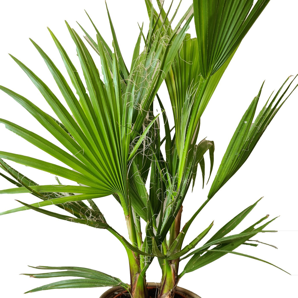 Washingtonia Palm – Outdoor Plant