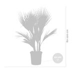Washingtonia Palm – Outdoor Plant
