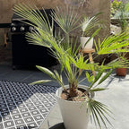 Washingtonia Palm – Outdoor Plant