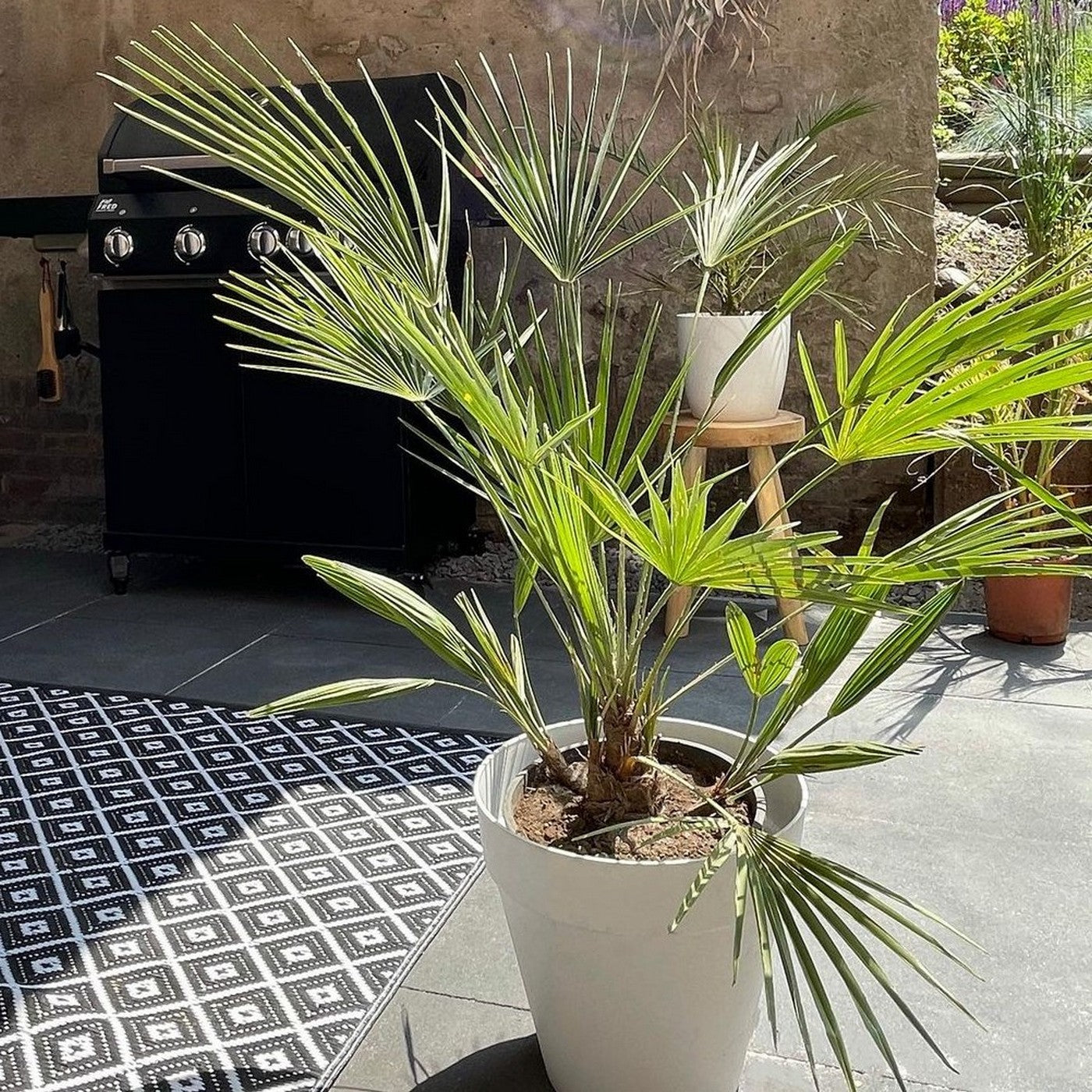 Washingtonia Palm – Outdoor Plant