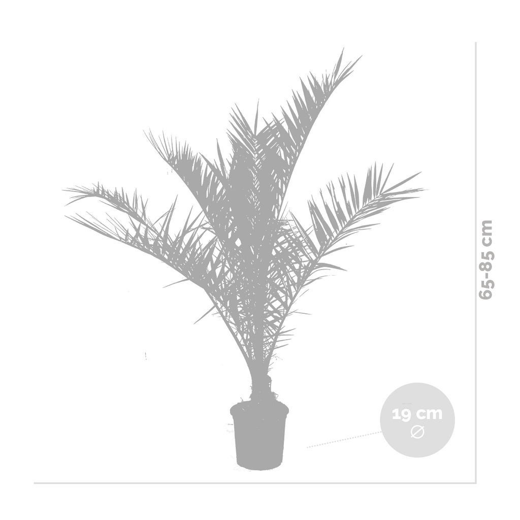 Palmier Des Canaries – Plante D'Extérieur