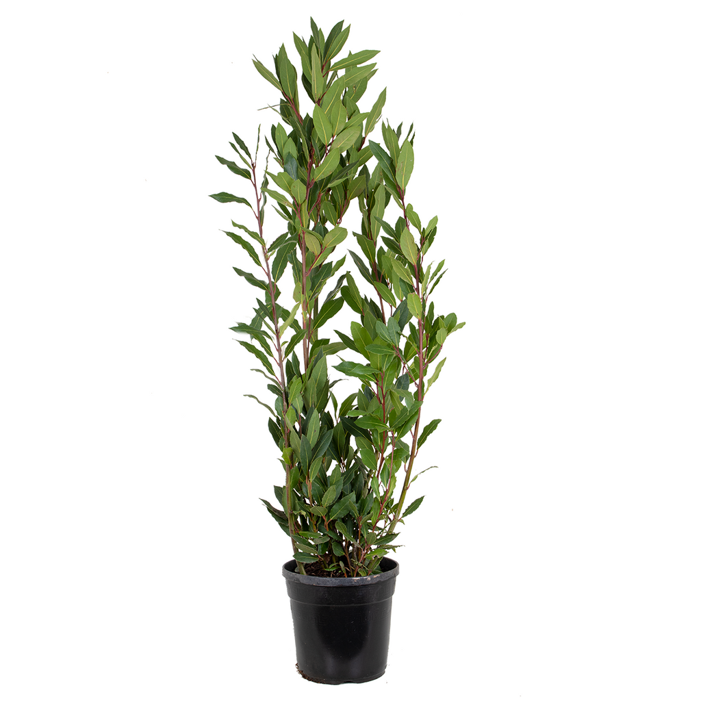 XL Bay Laurel – Outdoor Plant