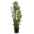 XL Bay Laurel – Outdoor Plant