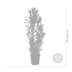 XL Bay Laurel – Outdoor Plant