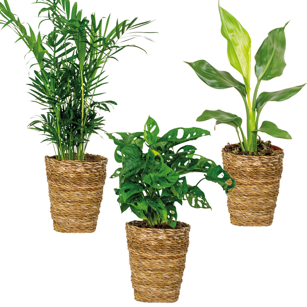Mélange De 3 Plantes Purificatrices D'Air – Plante D'Intérieur