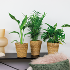 Mélange De 3 Plantes Purificatrices D'Air – Plante D'Intérieur