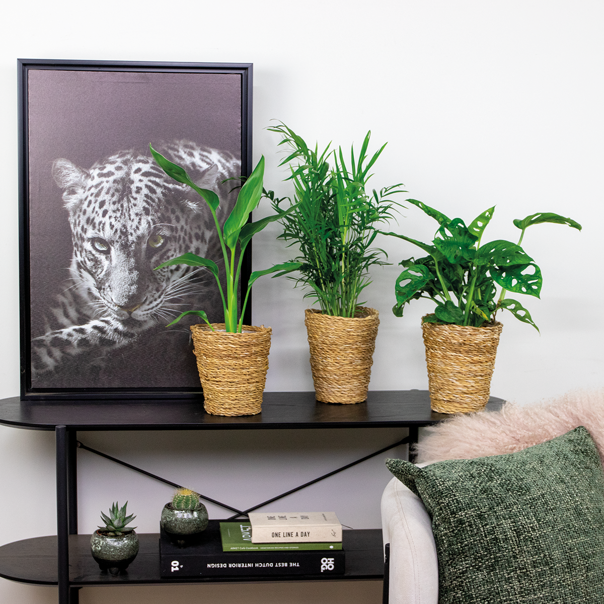 Mélange De 3 Plantes Purificatrices D'Air – Plante D'Intérieur