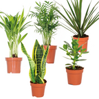 Mélange De 5 Plantes Faciles D'Entretien – Plante D'Intérieur