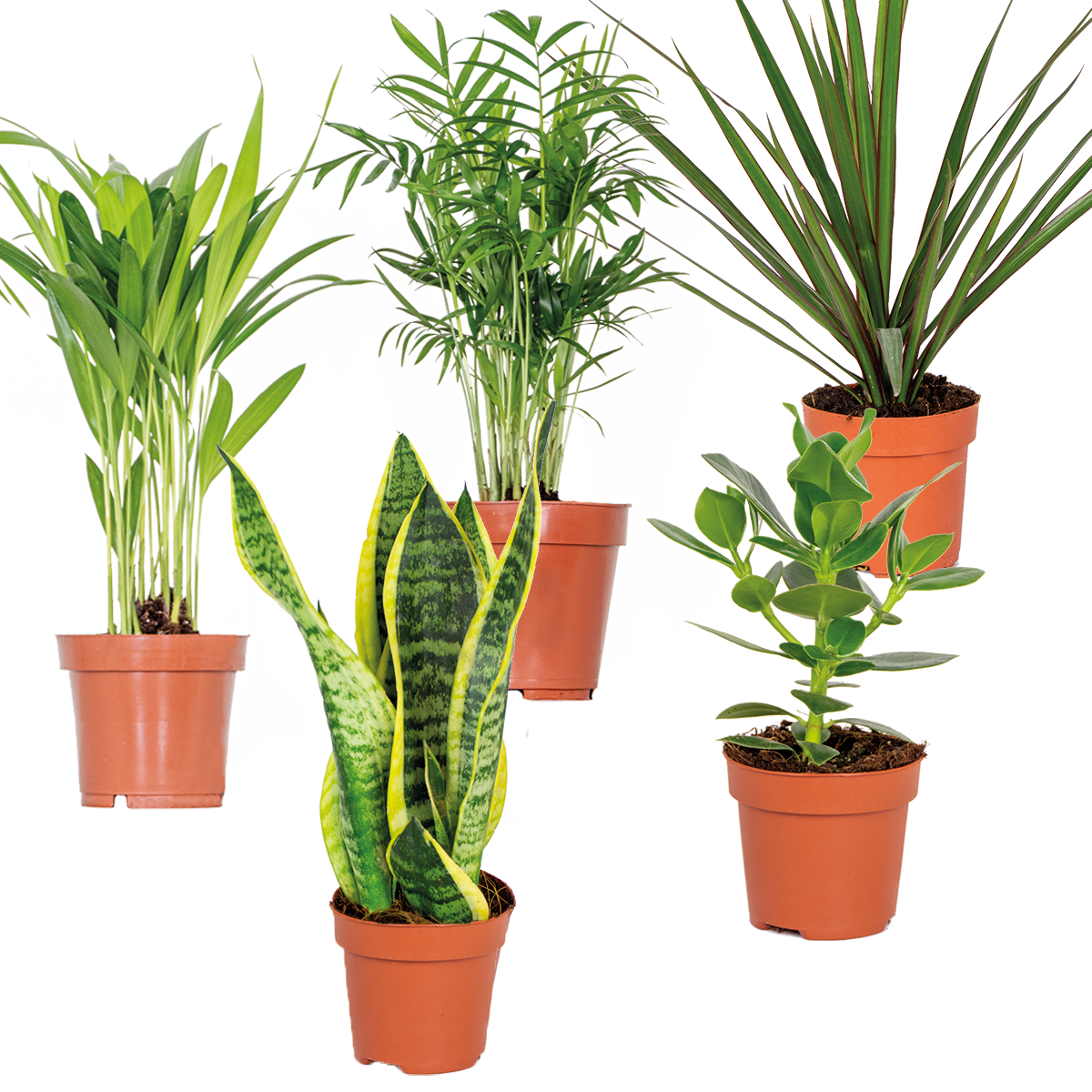 Mélange De 5 Plantes Faciles D'Entretien – Plante D'Intérieur