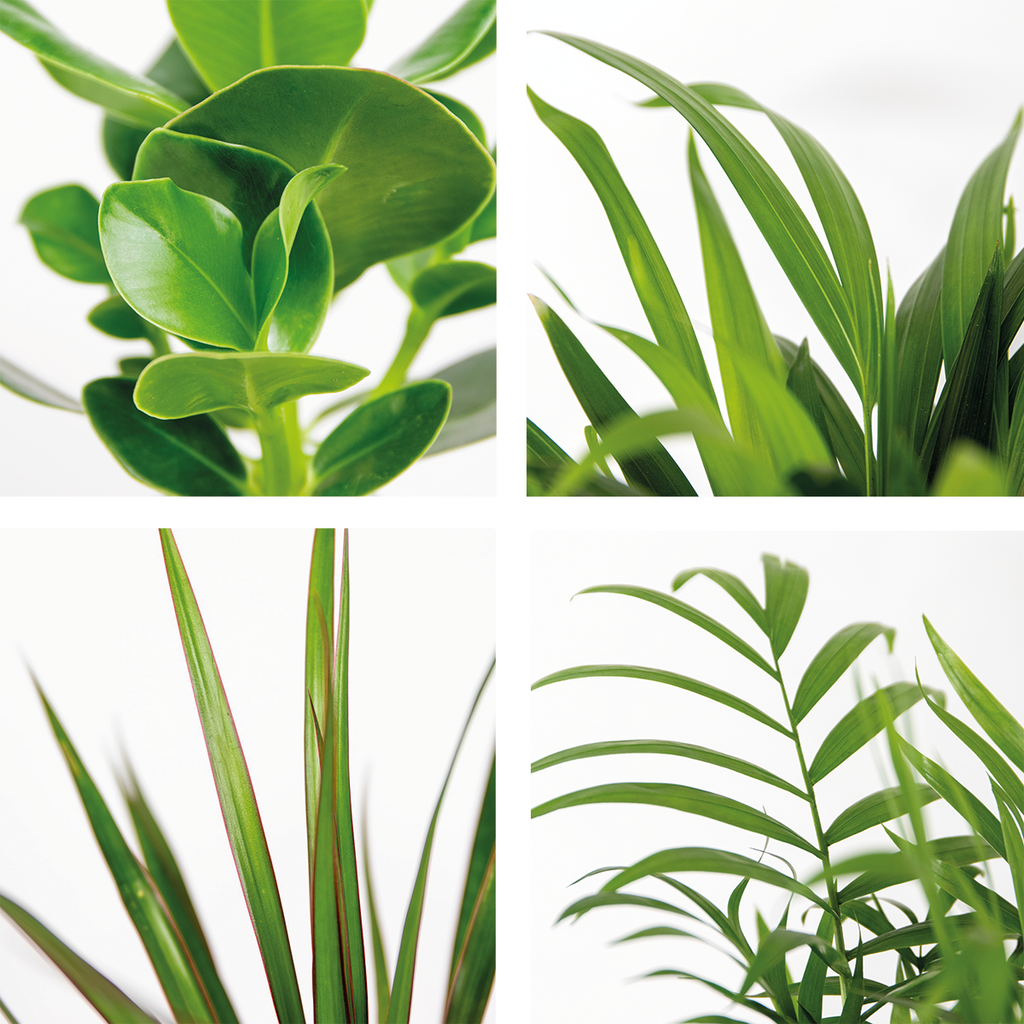 Mélange De 5 Plantes Faciles D'Entretien – Plante D'Intérieur