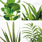 Mélange De 5 Plantes Faciles D'Entretien – Plante D'Intérieur