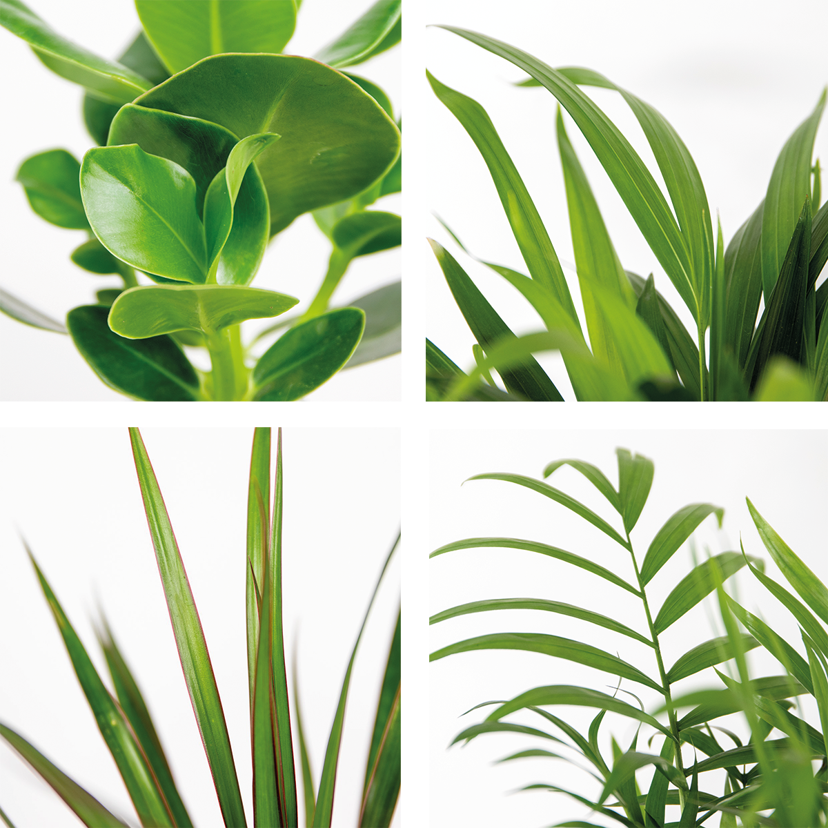 Mélange De 5 Plantes Faciles D'Entretien – Plante D'Intérieur