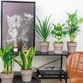 Mélange De 5 Plantes Faciles D'Entretien – Plante D'Intérieur