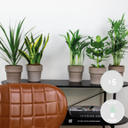 Mélange De 5 Plantes Faciles D'Entretien – Plante D'Intérieur