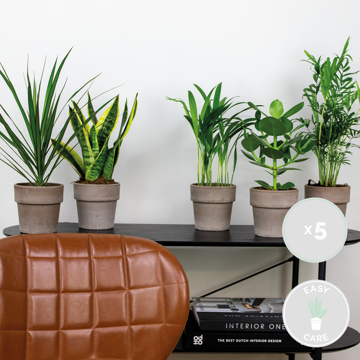 Mélange De 5 Plantes Faciles D'Entretien – Plante D'Intérieur
