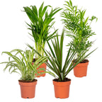 Lot De 4 Plantes Purificatrices D'Air – Plante D'Intérieur