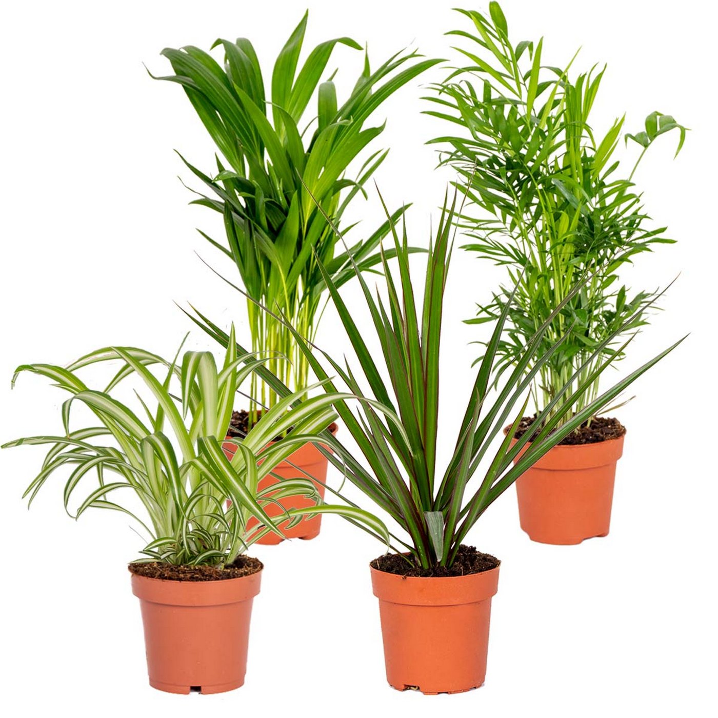 Lot De 4 Plantes Purificatrices D'Air – Plante D'Intérieur