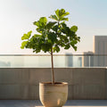 Figuier - Ficus Carica