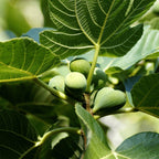 Figuier - Ficus Carica