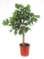 Figuier - Ficus Carica