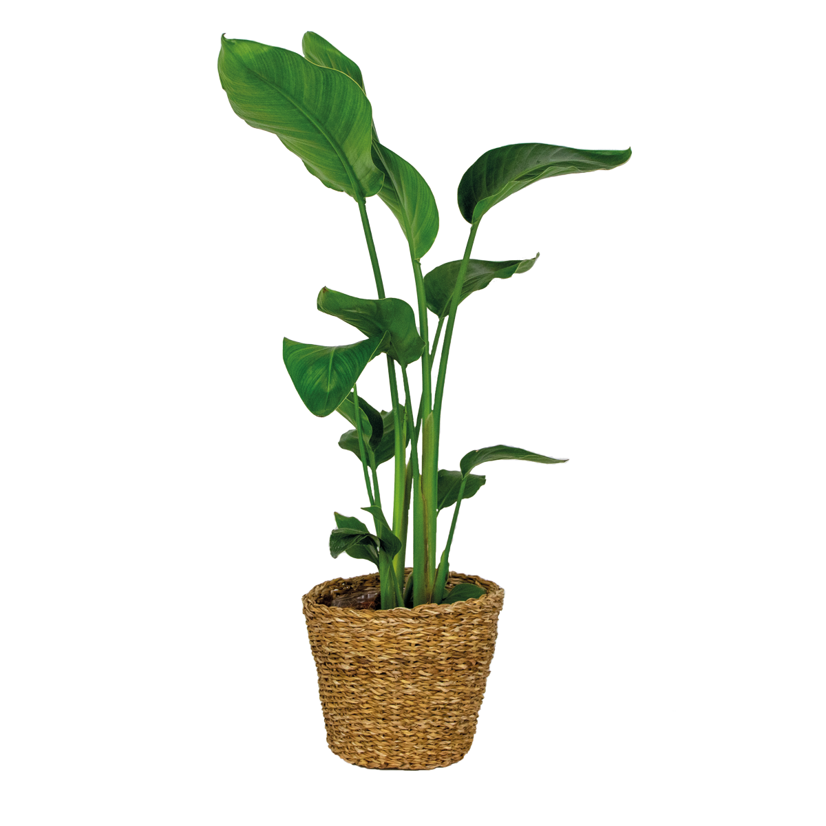 Strelitzia Nicolai – Plante D'Intérieur
