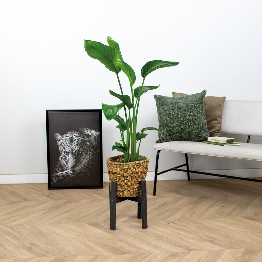 Strelitzia Nicolai – Plante D'Intérieur