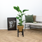 Strelitzia Nicolai – Plante D'Intérieur