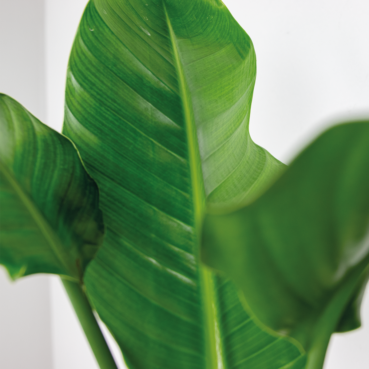 Strelitzia Nicolai – Plante D'Intérieur