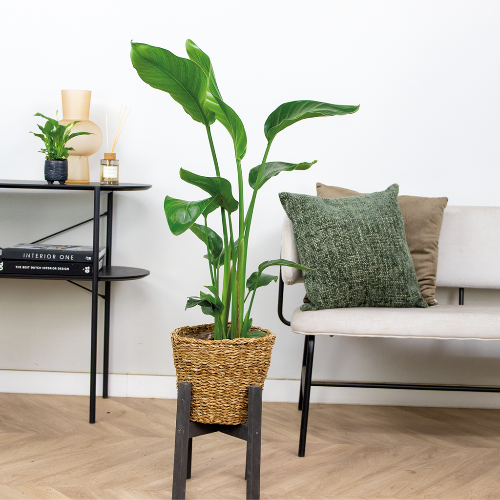 Strelitzia Nicolai – Plante D'Intérieur