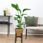 Strelitzia Nicolai – Plante D'Intérieur