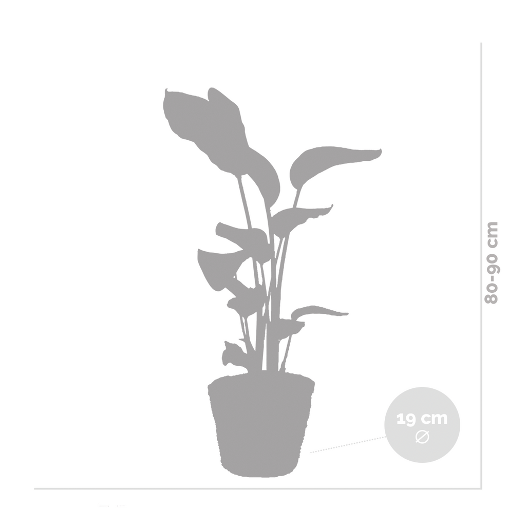 Strelitzia Nicolai – Plante D'Intérieur