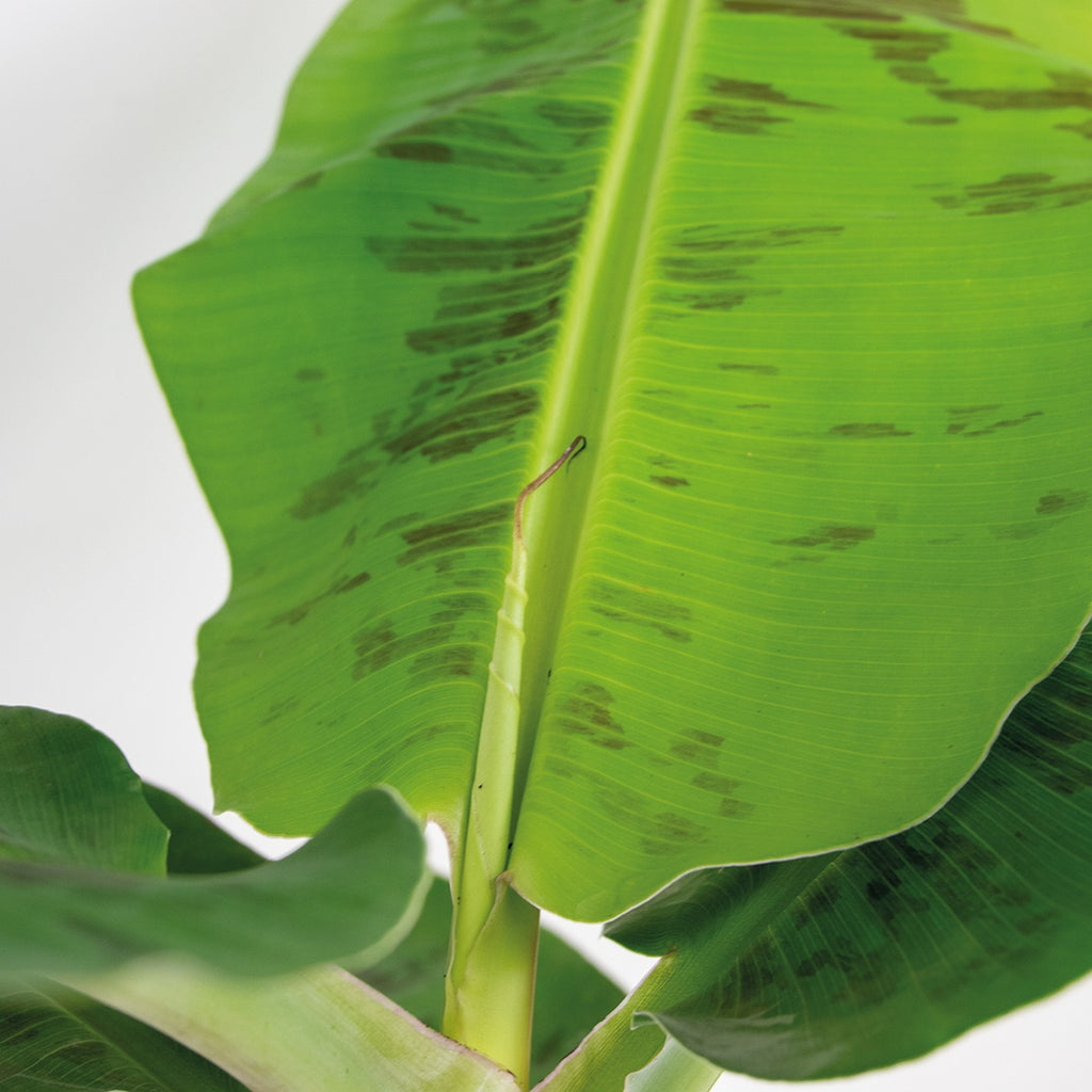 Bananier Musa Cavendish – Plante D'Intérieur