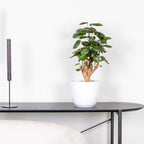 Polyscias Fabian – Plante D'Intérieur