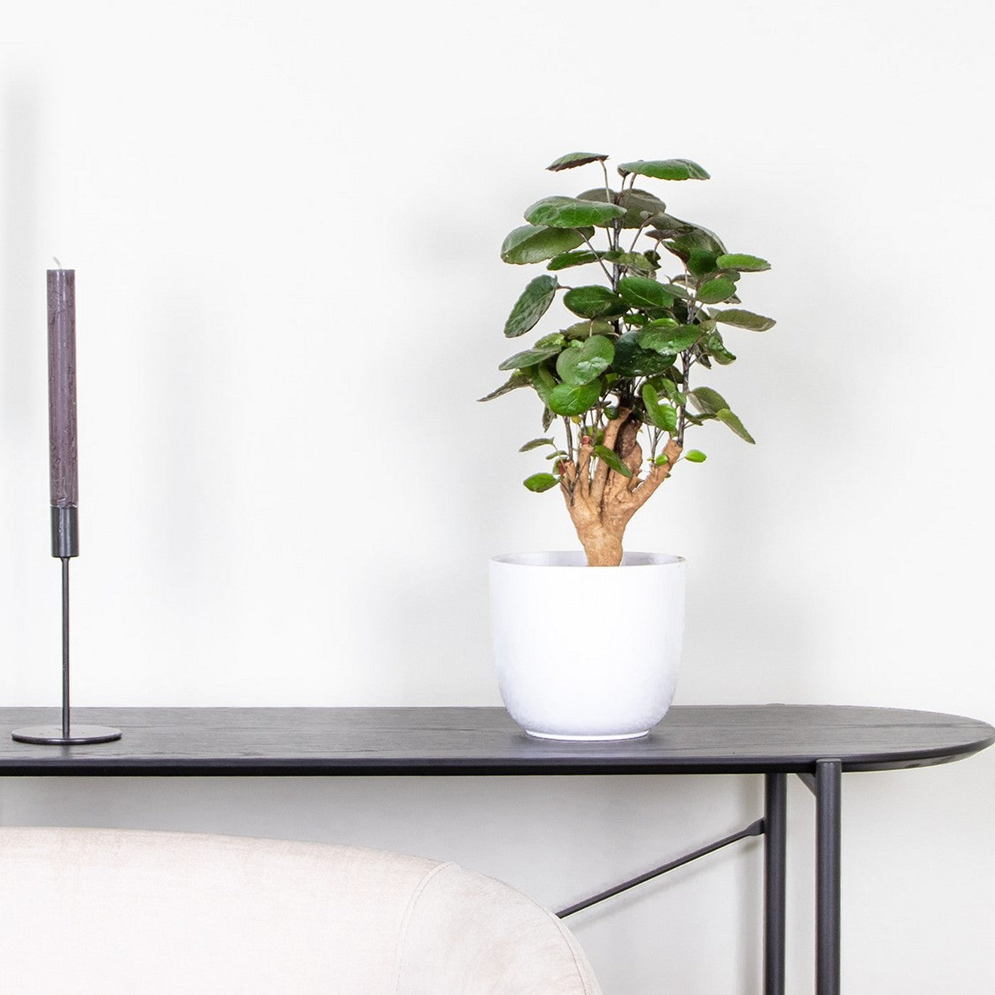 Polyscias Fabian – Plante D'Intérieur