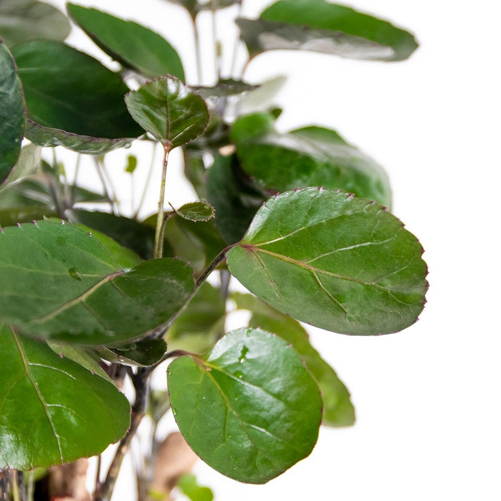 Polyscias Fabian – Plante D'Intérieur