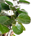 Polyscias Fabian – Plante D'Intérieur