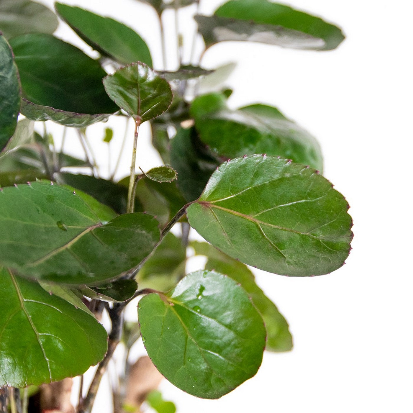 Polyscias Fabian – Plante D'Intérieur