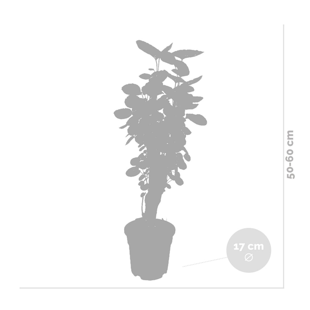 Polyscias Fabian – Plante D'Intérieur