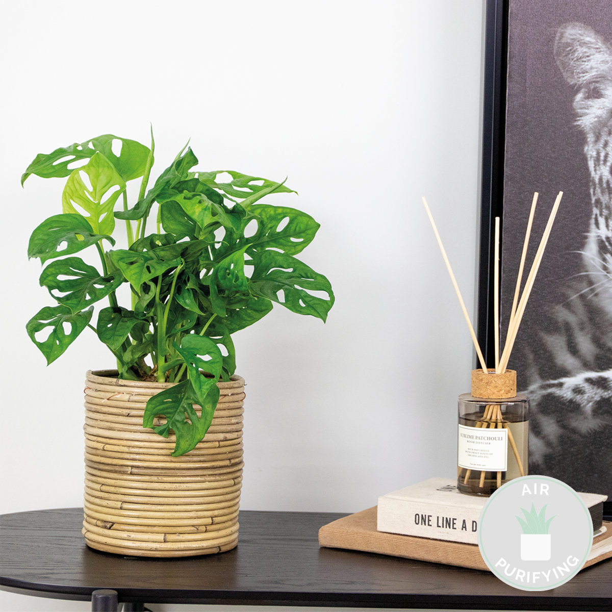 Monstera Monkey Leaf – Indoor Plant