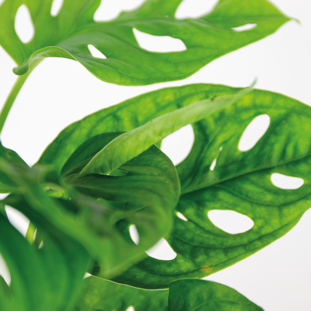 Monstera Monkey Leaf – Indoor Plant