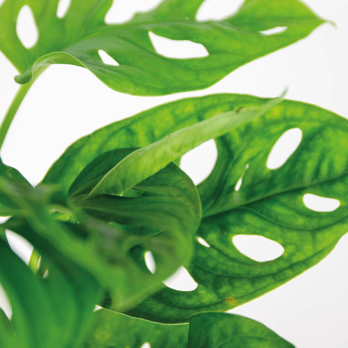 Monstera Monkey Leaf – Indoor Plant